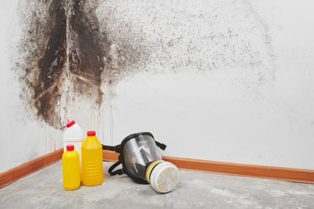 Best Kitchen Mold Remediation in Newmanstown, PA