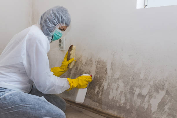 Best Mold Remediation for Schools in Newmanstown, PA