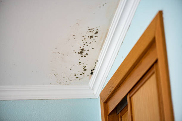 Best Insurance-Related Mold Remediation in Newmanstown, PA