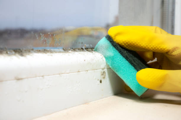 Best Health and Safety Mold Remediation in Newmanstown, PA