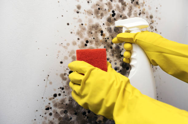 Best Residential Mold Remediation in Newmanstown, PA