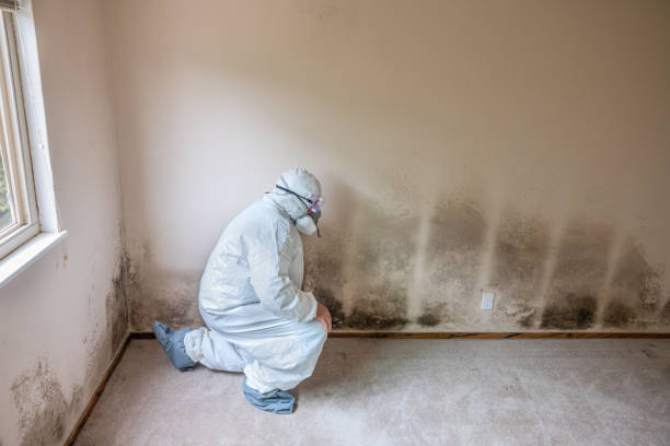 Best Residential Mold Remediation in Newmanstown, PA