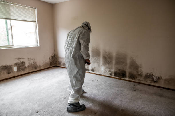 Best DIY Mold Remediation Support Services in Newmanstown, PA