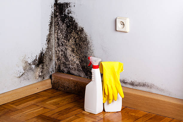 Best Basement Mold Remediation in Newmanstown, PA